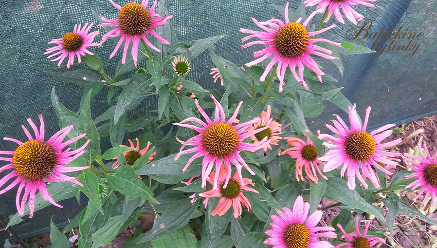 echinacea purpurova - babickinebylinky